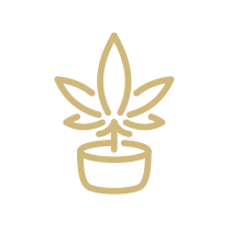 Icon Cannabis Cultivation